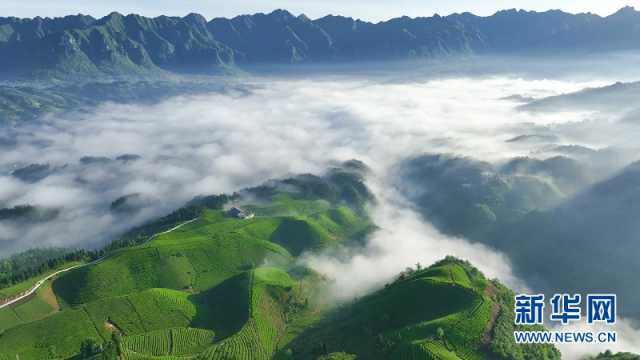 【“飞阅”中国】万亩茶山 “碧波”荡漾