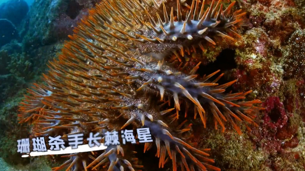 神奇生物在海洋