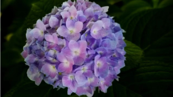 “只可远观，不可亵玩”，有些植物碰不