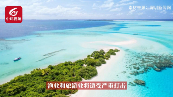 气候变化导致马尔代夫珊瑚礁大片白化