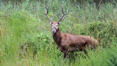 新修订的畜牧法加强畜牧业绿色发展