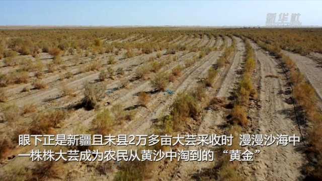 新华全媒+｜新疆且末从黄沙中“淘金”