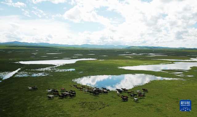 湿地之美丨甘南玛曲湿地