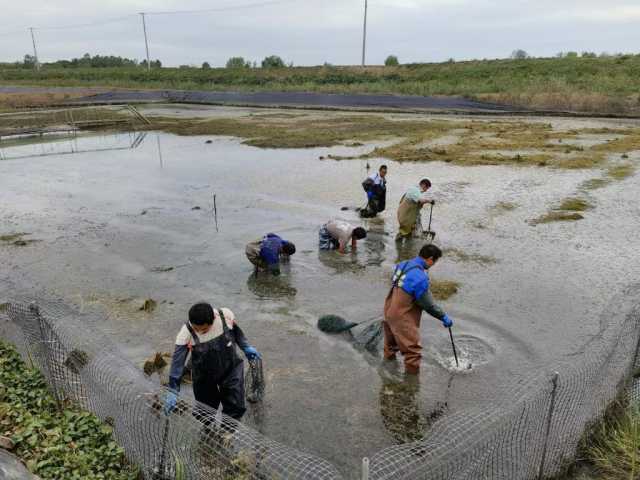 新华全媒+｜“产业起来了，增收渠道就宽了”——安徽多地乡村特色产业发展