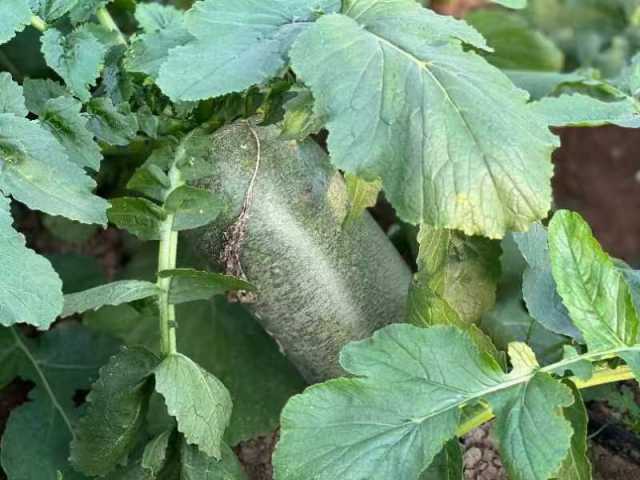 “叆河青萝卜”：油沙地里挖出的“香饽