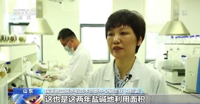 盐碱地变“良田” 全国“海水稻”大规模插秧陆续展开 盐碱地变“良田” 全国“海水稻”大规模插秧陆续展开