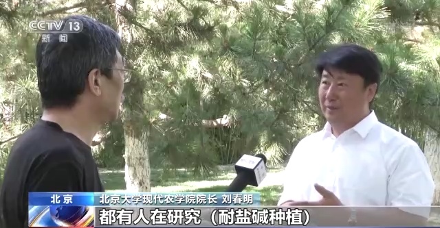 盐碱地变“良田” 全国“海水稻”大规模插秧陆续展开 盐碱地变“良田” 全国“海水稻”大规模插秧陆续展开