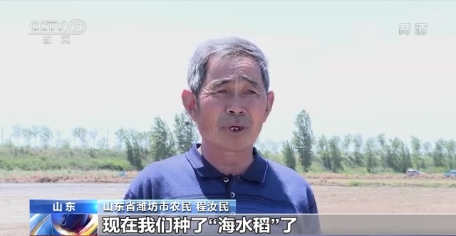 盐碱地变“良田” 全国“海水稻”大规模插秧陆续展开 盐碱地变“良田” 全国“海水稻”大规模插秧陆续展开