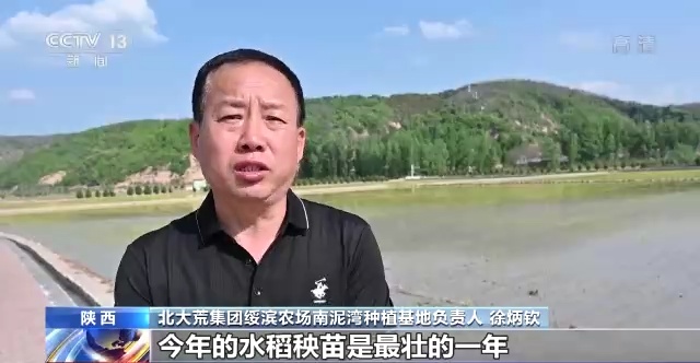 盐碱地变“良田” 全国“海水稻”大规模插秧陆续展开 盐碱地变“良田” 全国“海水稻”大规模插秧陆续展开