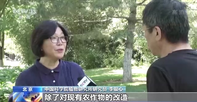 盐碱地变“良田” 全国“海水稻”大规模插秧陆续展开 盐碱地变“良田” 全国“海水稻”大规模插秧陆续展开