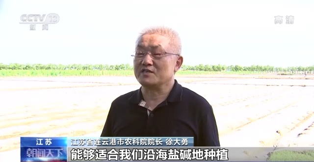 盐碱地变“良田” 全国“海水稻”大规模插秧陆续展开 盐碱地变“良田” 全国“海水稻”大规模插秧陆续展开