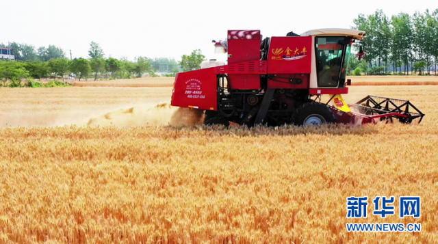 【“飞阅”中国】“麦”向丰收 颗粒归仓