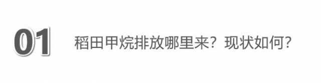 系列解读②水稻丰产与甲烷减排，如何“鱼”与“熊掌”兼得？