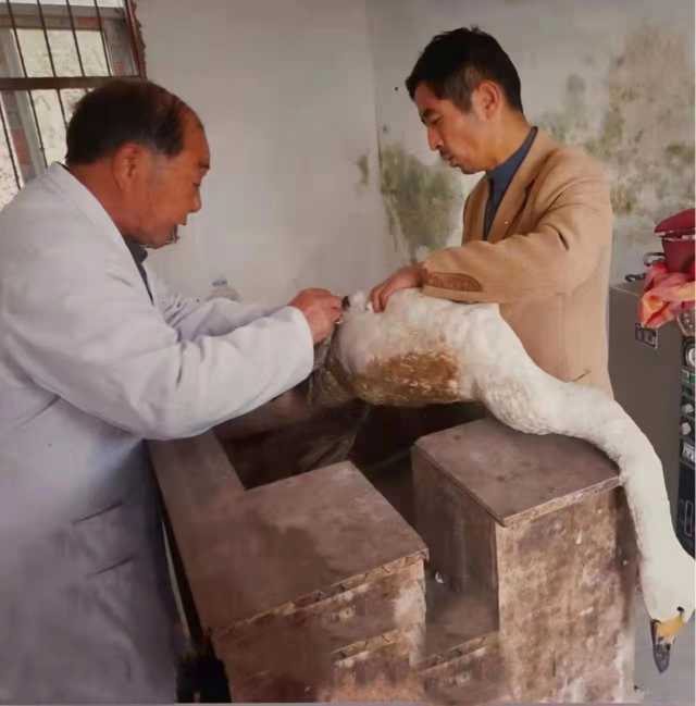 “候鸟医生”的四十余年坚守——记中国鄱阳湖候鸟救治医院院长李春如