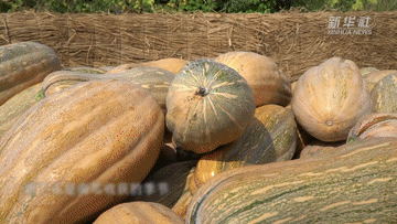 新华全媒+丨河南鹤壁：荒山种出丰收瓜