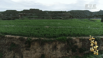 江河奔腾看中国·黄河行｜陕西高西沟村：绿色在黄土高原上铺展