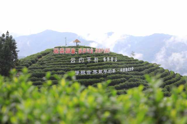 陕西安康因茶致富、因茶兴业，绿叶子变金叶子