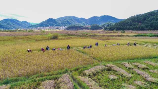 新华全媒+｜黑稻、多年生稻、巨型稻……奇妙水稻知多少？
