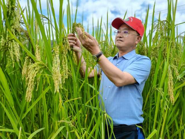 新华全媒+｜黑稻、多年生稻、巨型稻……奇妙水稻知多少？