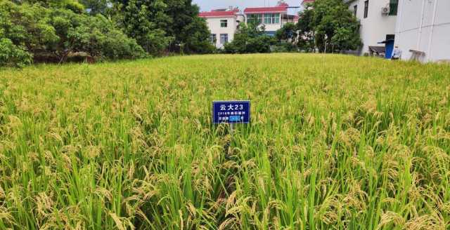 新华全媒+｜黑稻、多年生稻、巨型稻……奇妙水稻知多少？