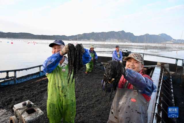 新华全媒+丨福建海上紫菜秋收忙