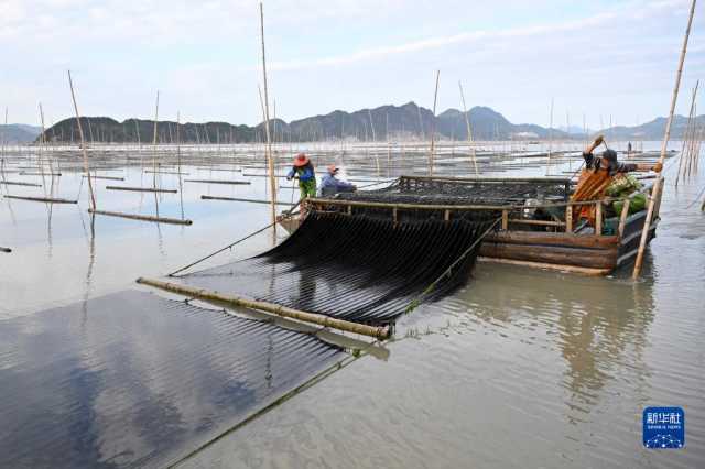 新华全媒+丨福建海上紫菜秋收忙