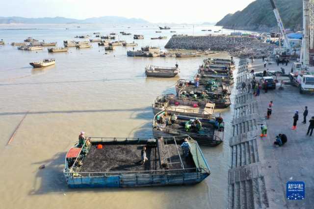 新华全媒+丨福建海上紫菜秋收忙