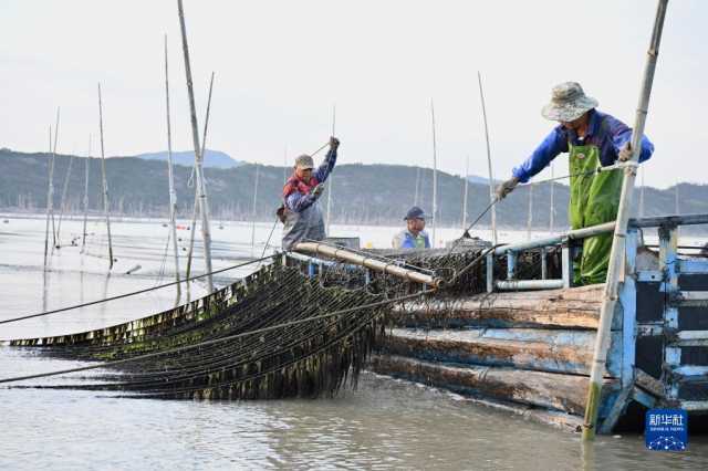 新华全媒+丨福建海上紫菜秋收忙