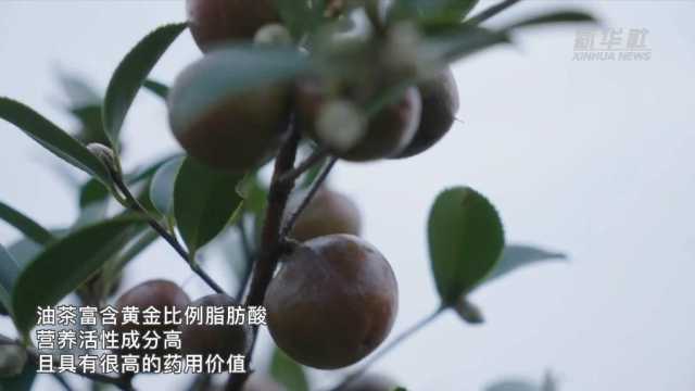 新华全媒+｜湖南鼎城：万亩油茶迎采摘
