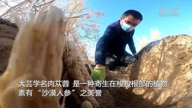 新华全媒+｜新疆且末从黄沙中“淘金” 2万多亩“沙漠人参”喜获丰收