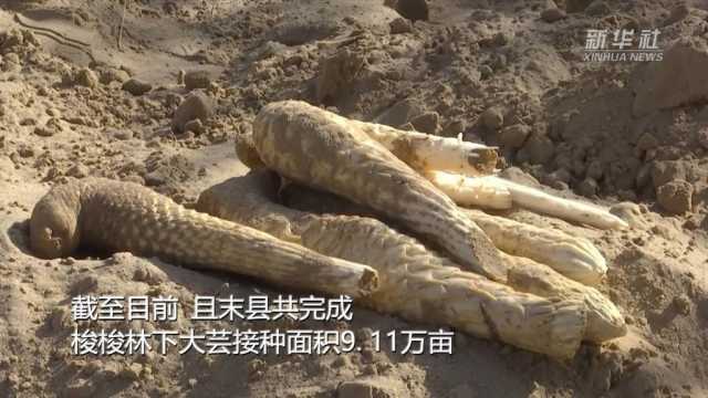 新华全媒+｜新疆且末从黄沙中“淘金” 2万多亩“沙漠人参”喜获丰收