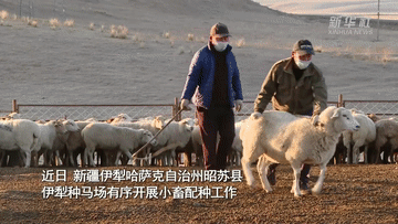新华全媒+｜新疆昭苏：牲畜品种改良 助推畜牧业高质量发展