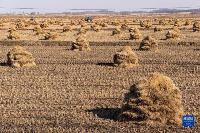 新华全媒+丨产粮第一大省为“中国饭碗”添米加饭