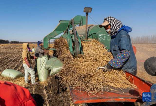 新华全媒+丨产粮第一大省为“中国饭碗”添米加饭