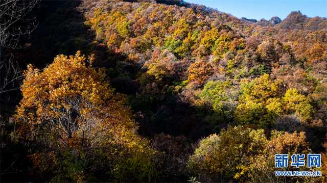 【“飞阅”中国】红叶正烂漫 王屋披“红妆”