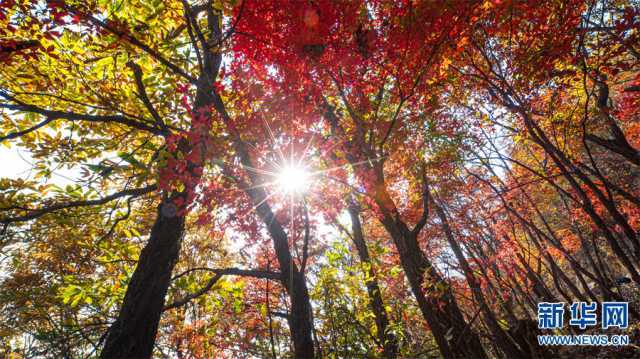 【“飞阅”中国】红叶正烂漫 王屋披“红妆”