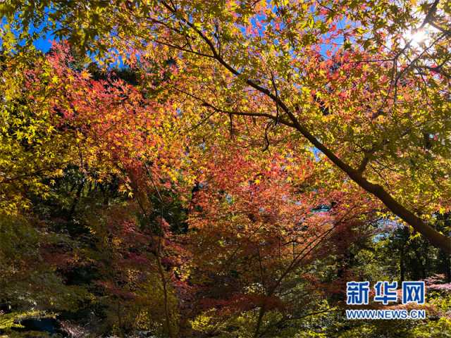 【“飞阅”中国】南京栖霞山：“彩枫”斑斓 如诗如画