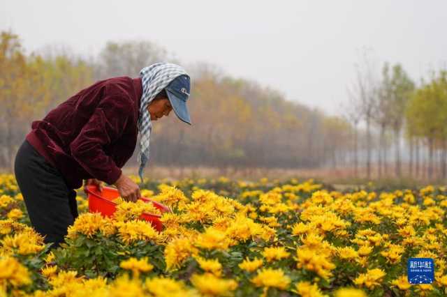山东无棣：菊花丰收