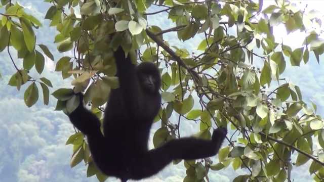 新华视点｜守护无量山西黑冠长臂猿