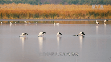 新华全媒+|候鸟与麋鹿齐舞 湿地共长天一色 新华全媒+|候鸟与麋鹿齐舞 湿地共长天一色
