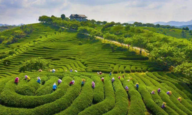 在传承中发展 在融合中共赢——台湾茶产业发展见闻 在传承中发展 在融合中共赢——台湾茶产业发展见闻