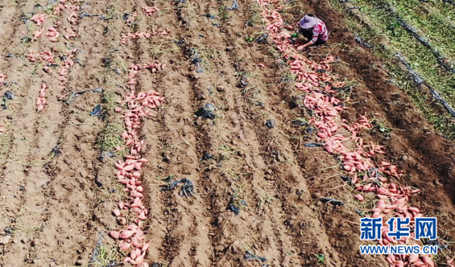 乡村振兴在行动丨安徽太和：多彩产业勾勒乡村振兴新画卷