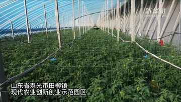 新华全媒+｜“中国蔬菜之乡”寿光蔬菜产销一线见闻