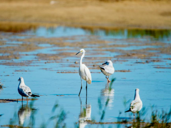 内蒙古启动重要湿地鸟类监测