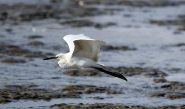 （新华全媒＋）湿地之美丨广西山口红树