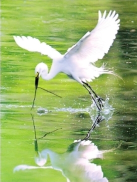 探秘涨渡湖湿地发现一丘之“貉” 探秘涨渡湖湿地发现一丘之“貉”