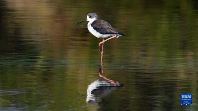 (新华全媒+)湿地之美丨广西山口红树林生态国家级自然保护区 (新华全媒+)湿地之美丨广西山口红树林生态国家级自然保护区