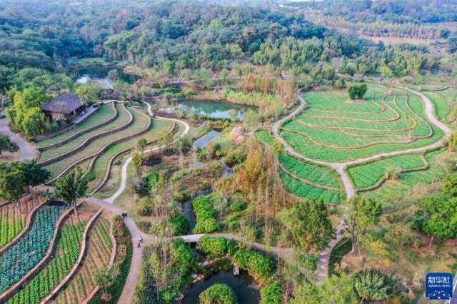 新华全媒+丨“鸟博士”见证长江上游最大江心岛生态蝶变