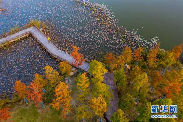 【“飞阅”中国】安徽淮北：湿地秋色醉人心