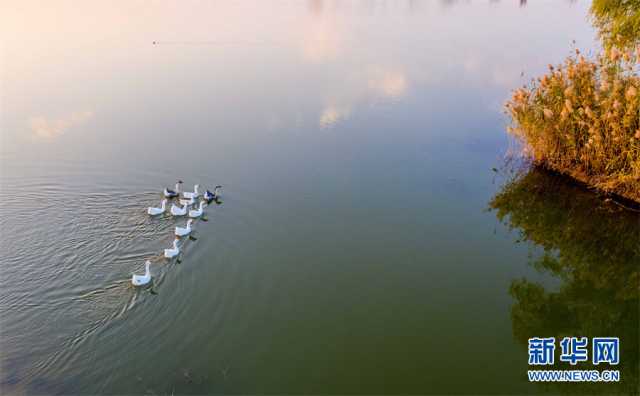【“飞阅”中国】安徽淮北：湿地秋色醉人心